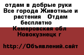 отдам в добрые руки - Все города Животные и растения » Отдам бесплатно   . Кемеровская обл.,Новокузнецк г.